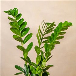 Planta Zamioculca Luxe