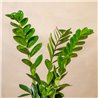 Planta Zamioculca Luxe