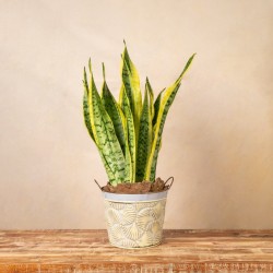 Planta Sansevieria Royale