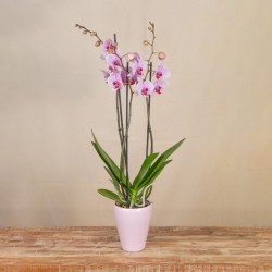 Orquídea Rosa