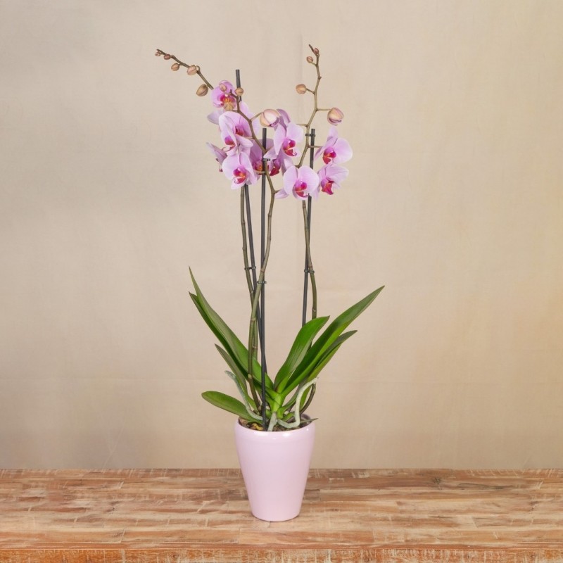 Orquídea Rosa