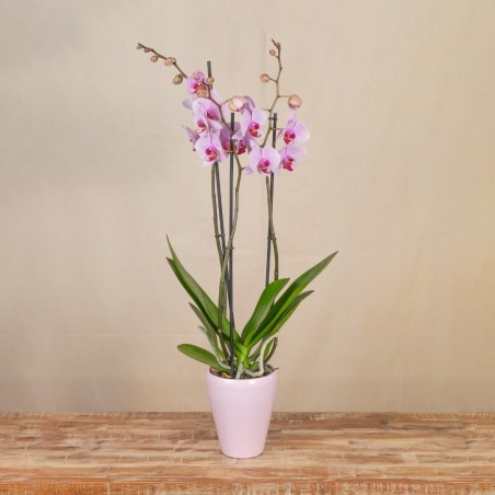 Orquídea Rosa