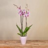 Orquídea Rosa