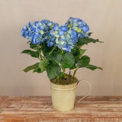 Planta Hortensia en Jarra