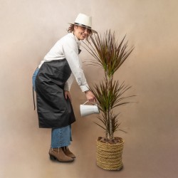 Planta Drácena Marginata