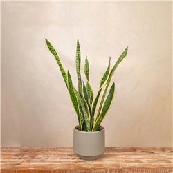 Planta Sansevieria Elegance