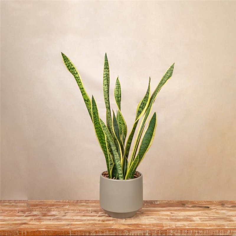 Planta Sansevieria Elegance