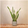 Planta Sansevieria Elegance