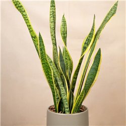 Planta Sansevieria Elegance