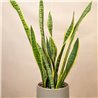Planta Sansevieria Elegance