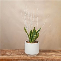 Planta Sansevieria Elegance Mini