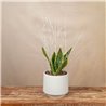 Planta Sansevieria Elegance Mini