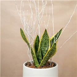 Planta Sansevieria Elegance Mini