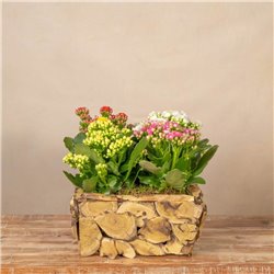Composición Rustic Kalanchoe
