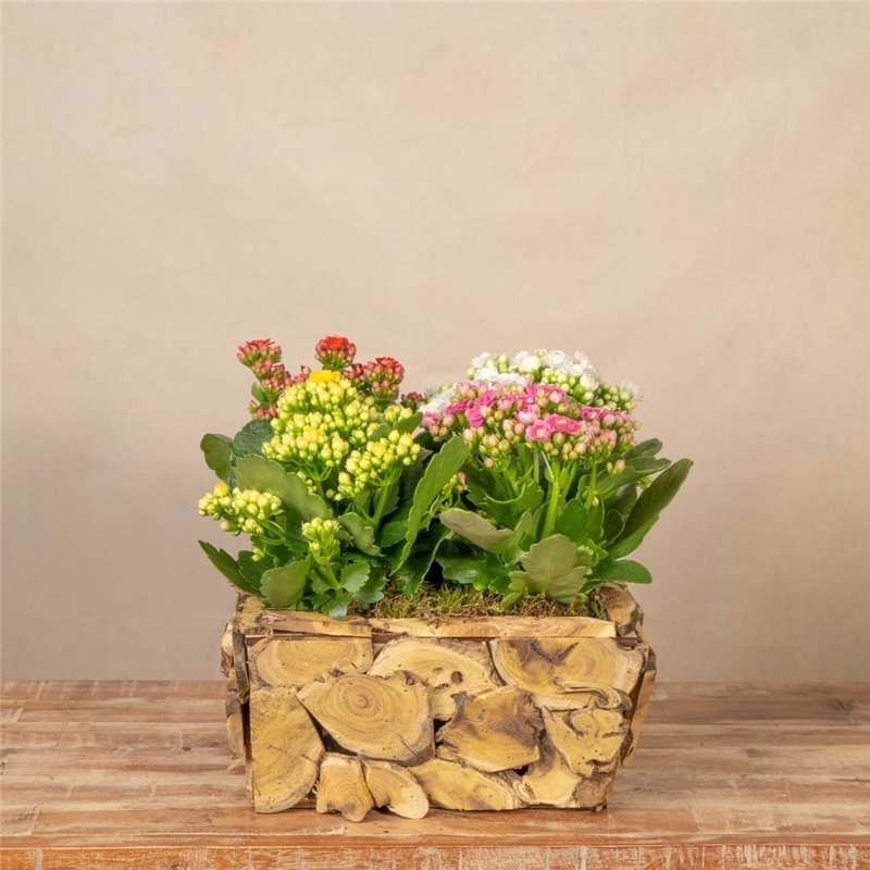 Composición Rustic Kalanchoe Composición Rustic Kalanchoe