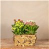 Composición Rustic Kalanchoe