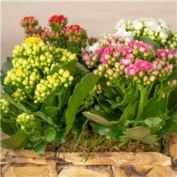 Composición Rustic Kalanchoe