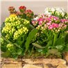 Composición Rustic Kalanchoe