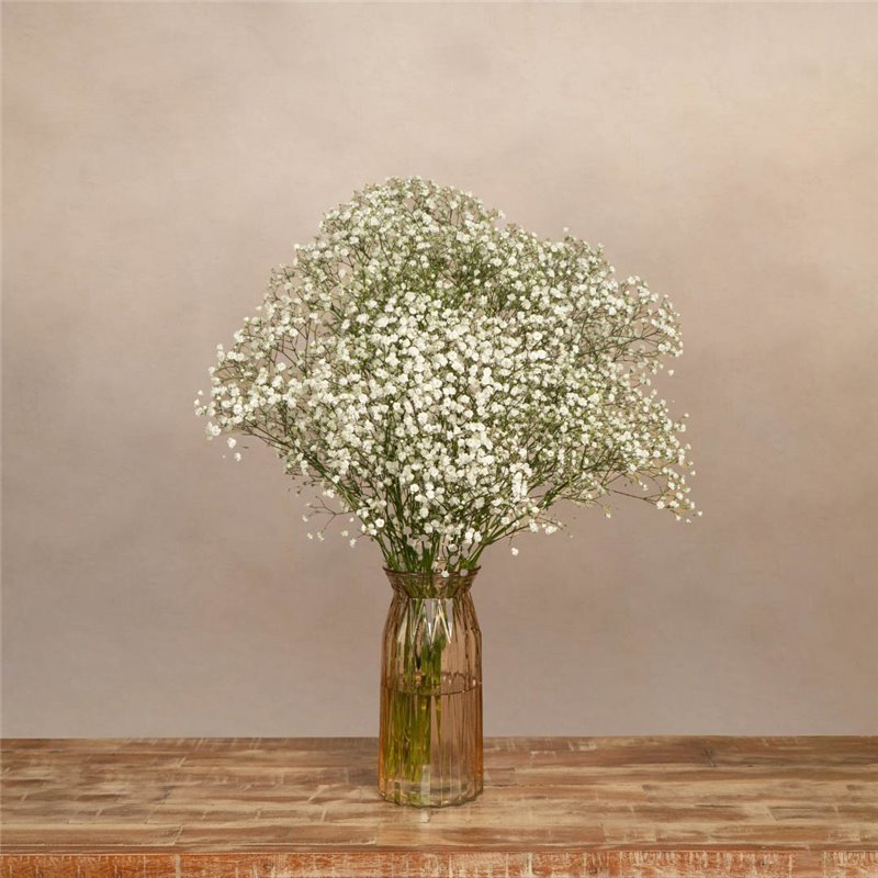 Paquete de Paniculata Blanca
