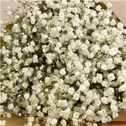 Paquete de Paniculata Blanca