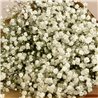 Paquete de Paniculata Blanca