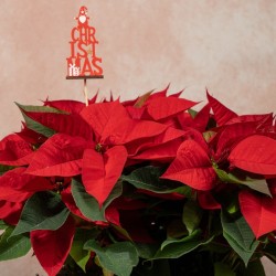 Caja ponsetia Christmas