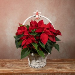 Cesta ponsetia Papa Noel