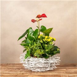 Cesta de Plantas Freya