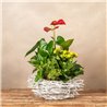 Cesta de Plantas Freya