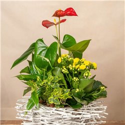 Cesta de Plantas Freya