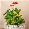 Cesta de Plantas Freya