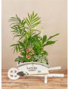 Plantas y verdes a domicilio | Plantas para el hogar y oficina