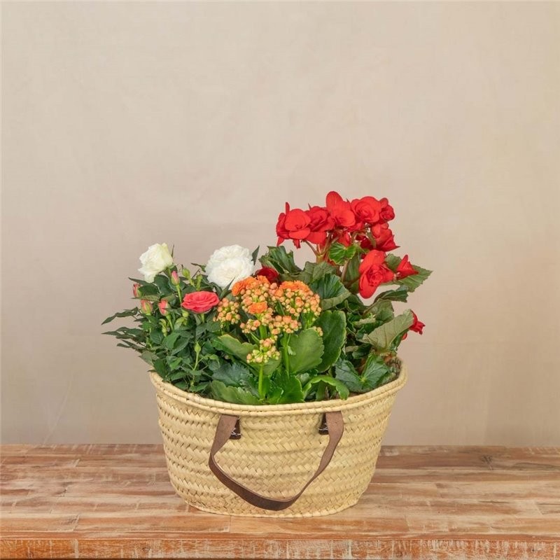 COMPOSICIONES DE PLANTAS